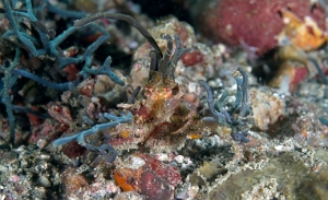North Sulawesi-2018-DSC04915_rc- Corallimorth decorator crab - Crabe decorateur - Cyclocoeloma tuberculata